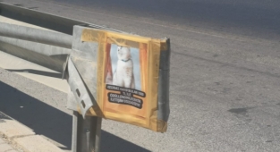 Alanya’da bu kediyi bulana 1000 TL ödül var