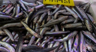 Alanya’da hamsi sezonu açıldı