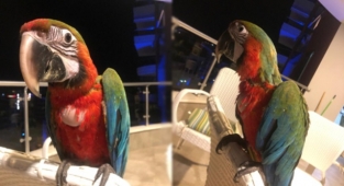 Alanya'da kayıp papağan aranıyor!