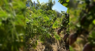 Alanya'da muz ağaçları arasında kenevir jandarmaya takıldı