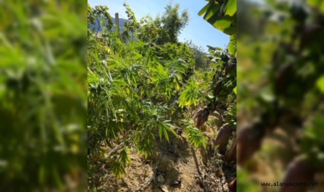 Alanya'da muz ağaçları arasında kenevir jandarmaya takıldı