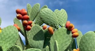 Alanya'da yol kenarında bile yetişiyor!
