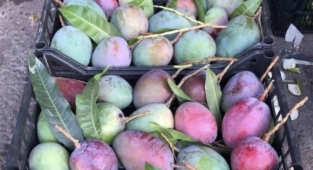 Alanya tezgahlarında yerini aldı