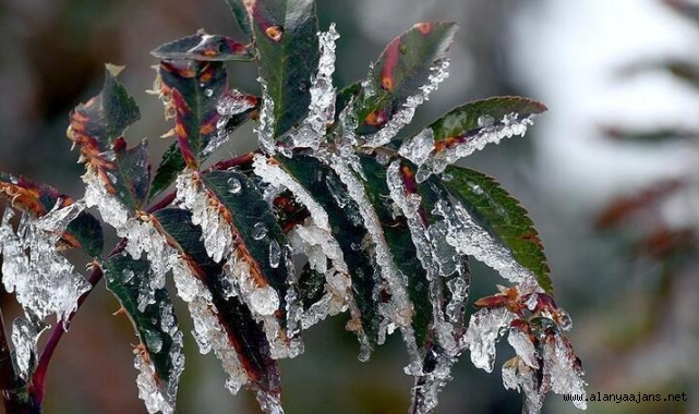 Meteoroloji'den don uyarısı