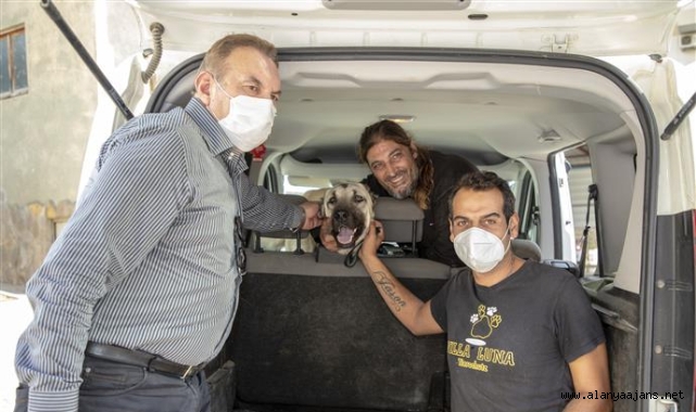 Alanya'da aracın çarptığı köpek sahiplendirildi
