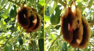 Alanya'da ilginç olay! Avokadolar ballandı