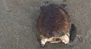 Alanya'da kafası koparılmış halde deniz kaplumbağası bulundu!