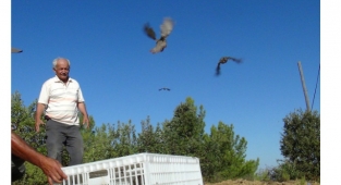 Alanya'da kınalı keklikler doğaya salındı