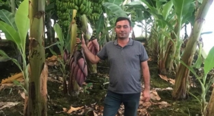 Alanya'da muz hastalıkları ile mücadele anlatılacak