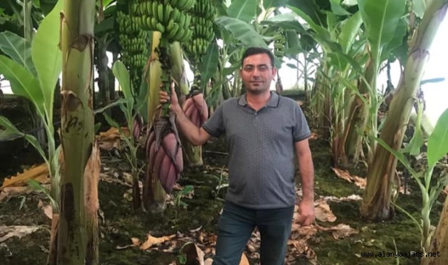 Alanya'da muz hastalıkları ile mücadele anlatılacak