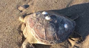 Alanya’da pes dedirten olay! Kafasını koparmışlar…