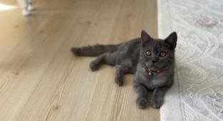 Alanya’da sahibi Paşa’yı arıyor