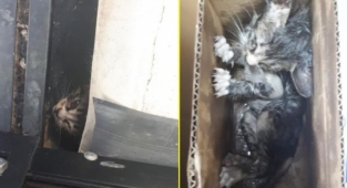 Alanya’da su borusuna sıkışan yavru kedi kurtarıldı