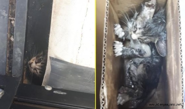Alanya’da su borusuna sıkışan yavru kedi kurtarıldı