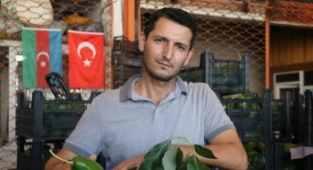 Sevilgen: Alanya’da avokadolar çalınıyor