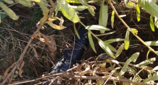 Alanya Belediye personeline saldıran şahıs yakalandı