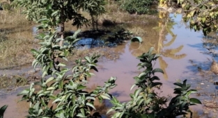 Alanya’da çiftçiler isyan etti!