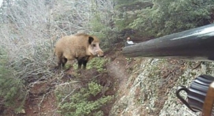 Alanya'da domuz avında av tüfeğiyle vurularak can verdi!