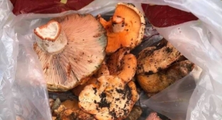 Alanya'da mantar sezonu başladı