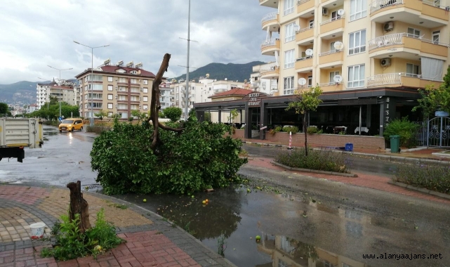 Alanya'da şiddetli rüzgar hayatı olumsuz etkiledi