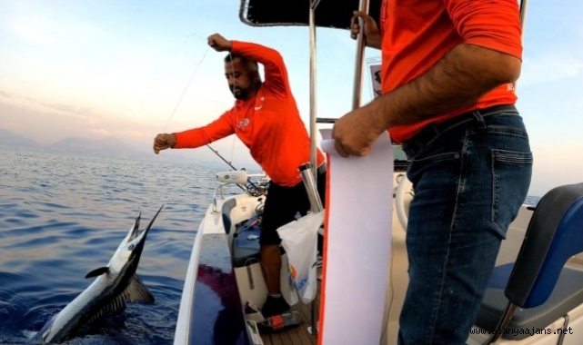 Alanya’da tutulan o balık denize tekrar bırakıldı