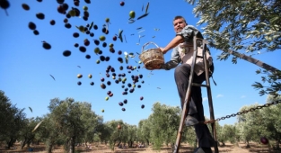 Alanya'da zeytin üreticisinin yağ isyanı