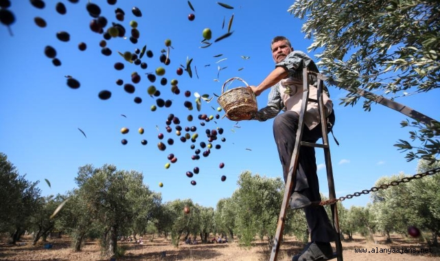 Alanya'da zeytin üreticisinin yağ isyanı