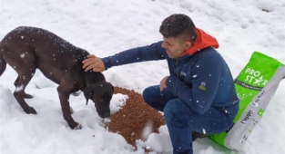 Alanya Belediyesi’nden can dostlara kar altında yardım