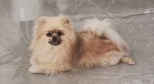 Alanya'da bu köpeği bulana bin dolar verilecek