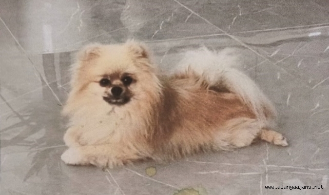 Alanya'da bu köpeği bulana bin dolar verilecek