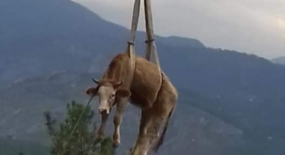 Alanya'da büyükbaş hayvan taşıyan kamyon uçuruma yuvarlandı