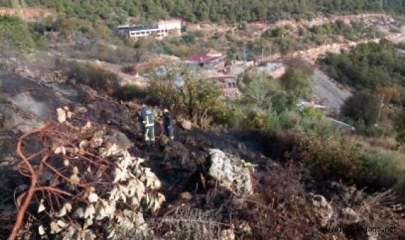 Alanya’da çalılık yangını