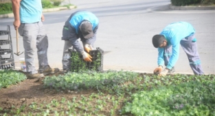 Alanya’da çiçekler toprakla buluşuyor