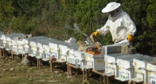 Alanya’da arıcılığın geleceği konuşulacak