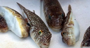 Alanya’da balon balığının tanesine 5 TL ödenecek