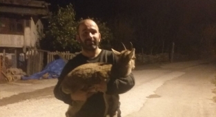 Alanya'da bitkin halde dağ keçisi bulundu