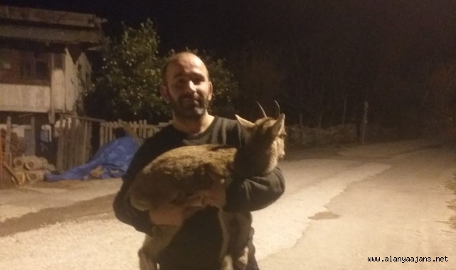 Alanya'da bitkin halde dağ keçisi bulundu
