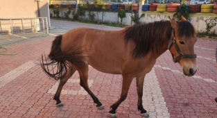 Alanya'da çalınan atı jandarma buldu