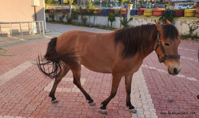 Alanya'da çalınan atı jandarma buldu