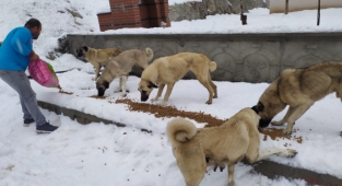 Alanya'da hayvanlar sahipsiz değil