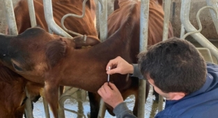 Alanya'da ilk testler yapıldı