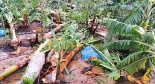 Alanya'da muz bahçesini fırtına vurdu!