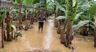 Alanya'da sağanak yağmurdan dolayı seraları su bastı
