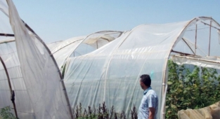 Alanya'da serası zarar görene naylon desteği