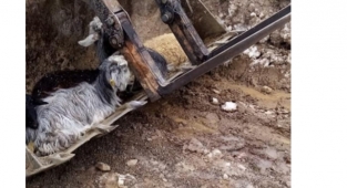 Gündoğmuş'ta hayvanlar telef oldu