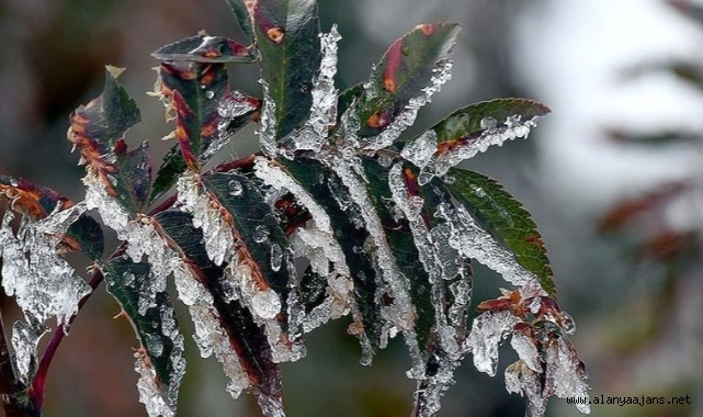 Meteoroloji'den Alanya'ya don uyarısı!