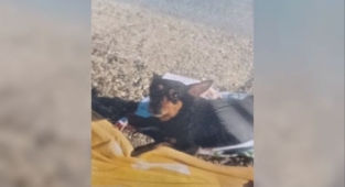 Alanya'da kaybolan Şila bulundu