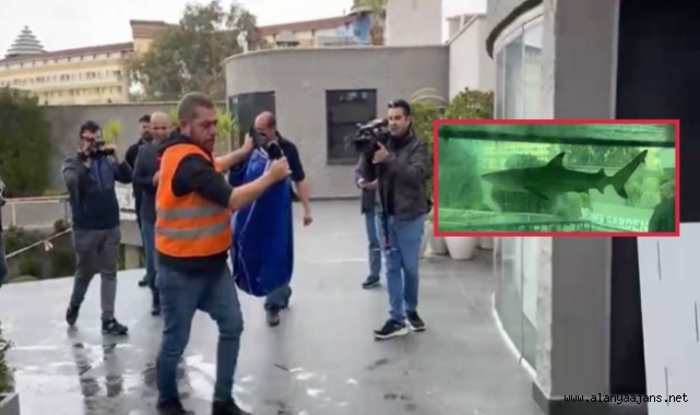 Alanya’da ki köpek balığı yeni yaşam alanına götürüldü
