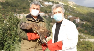 Alanya'da yaralı şahin tedavi edilip doğaya bırakıldı