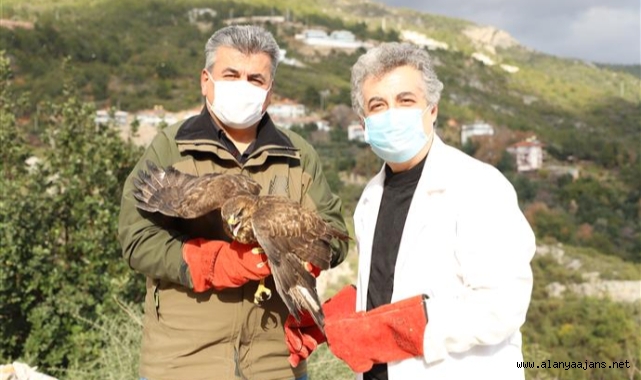 Alanya'da yaralı şahin tedavi edilip doğaya bırakıldı